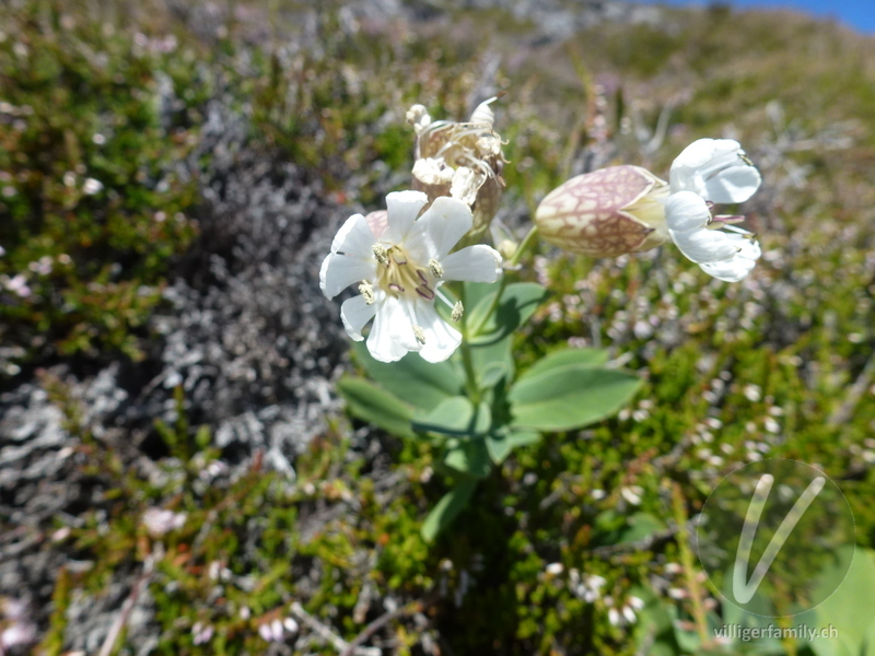 Klatschnelke (Silene vulgaris cratericola): Übersicht